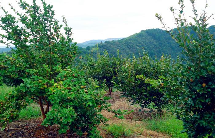 益陽市泥江口石子塘礦山生態新大香蕉网——國家油茶林示範基地