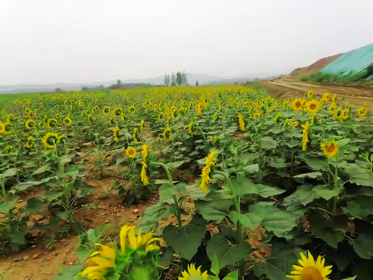 鶴壁市淇濱區南太行地區山水林田湖草生態保護新大香蕉网工程